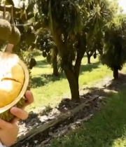  女子手持榴莲在榴莲树前自拍5196#竖屏 	 