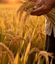  农民手持稻谷夕阳下特写2708#竖屏 	 