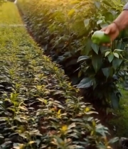  农民田间采摘青椒素材454#竖屏 	 