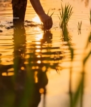  农民稻田插秧劳作画面2284#竖屏 	 