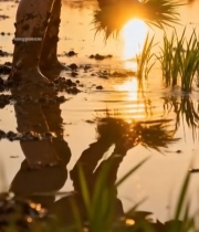  农民稻田插秧夕阳场景2235#竖屏 	 
