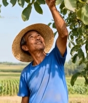  农民果园采摘核桃画面2165#竖屏 	 