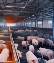  农场人员用设备监测小猪6224#竖屏 	 