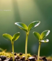  嫩绿幼苗破土生长画面7672#竖屏 	 