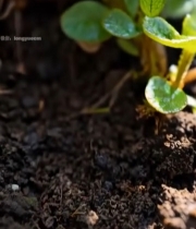  泥土中萌芽的植物特写1117#竖屏 	 