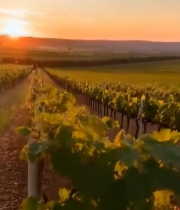  木桌上的树莓与日落背景7031#竖屏 	 