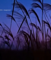  暮色中摇曳的芦苇1949#竖屏 	 