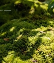  木桌上摆放的新鲜桃子4613#竖屏 	 