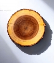  木材质地树桩横截面特写2116#竖屏 	 