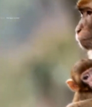  母猴怀抱小猴特写画面5116#竖屏 	 