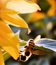  蜜蜂采蜜向日葵特写6104#竖屏 	 