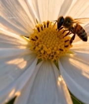  蜜蜂采蜜特写素材1775#竖屏 	 