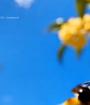  蜜蜂采蜜金桂花特写6361#竖屏 	 