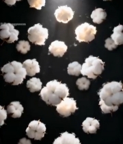  棉花特写素材2326#竖屏 	 