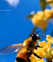  蜜蜂采蜜金桂花特写6361#竖屏 	 
