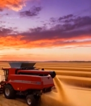  麦田夕阳下收割机作业4912#竖屏 	 