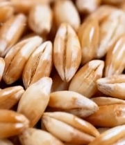  麦粒特写素材7343#竖屏 	 