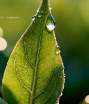  绿叶上晶莹的露珠特写5648#竖屏 	 