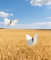  麦田风光蓝天白云2617#竖屏 	 