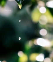  绿叶上悬垂的晶莹水滴7037#竖屏 	 