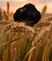  麦田中黑松露特写550#竖屏 	 