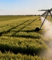  麦田灌溉设备喷洒作业画面4809#竖屏 	 