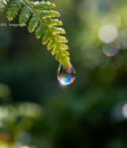  绿叶上晶莹水滴特写(1)1974#竖屏 	 
