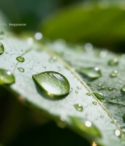  绿叶上晶莹的水珠特写5309#竖屏 	 