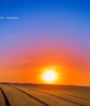  麦田夕阳全景7780#竖屏 	 