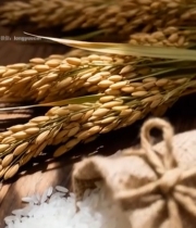  麻袋大米与稻穗特写素材3415#竖屏 	 