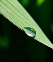  绿叶上的晶莹水滴(1)4209#竖屏 	 