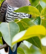  绿叶间的蓝色小鸟特写(1)7305#竖屏 	 