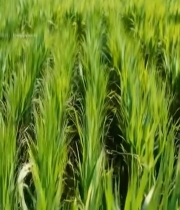  绿色稻田近景素材3831#竖屏 	 