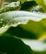  绿叶上的晶莹水珠特写28#竖屏 	 