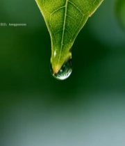  绿叶上的水滴特写(1)7764#竖屏 	 