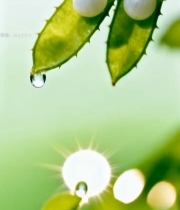  绿叶上的珍珠与水滴特写158#竖屏 	 