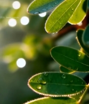  绿叶上的晶莹水滴特写(3)5202#竖屏 	 