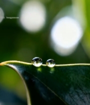  绿叶上的晶莹水滴特写(4)5424#竖屏 	 