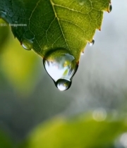  绿叶上的晶莹水滴特写(5)6139#竖屏 	 