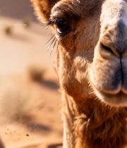  骆驼眼部特写256#竖屏 	 