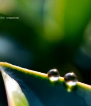  绿叶上的晶莹水滴特写(1)2514#竖屏 	 