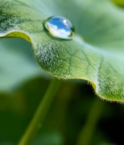  绿叶上的晶莹水珠6913#竖屏 	 