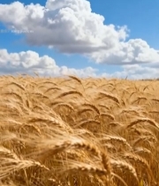  蓝天白云下的金黄麦田6190#竖屏 	 