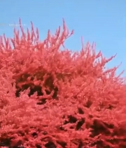  蓝天背景下盛开的木棉花7410#竖屏 	 