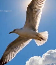  蓝天中飞翔的海鸥素材2111#竖屏 	 