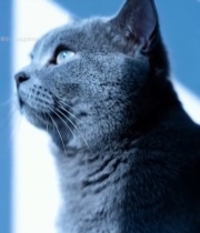  蓝猫抬头侧视特写737#竖屏 	 