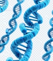  蓝色双螺旋结构素材1708#竖屏 	 