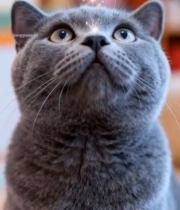  蓝猫仰头好奇张望736#竖屏 	 