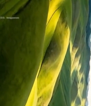  空中俯瞰绿色山丘自然风光7139#竖屏 	 