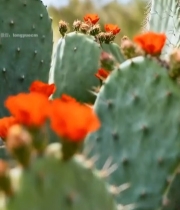  开花的仙人掌特写5503#竖屏 	 